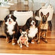 wearethefurryfriends
